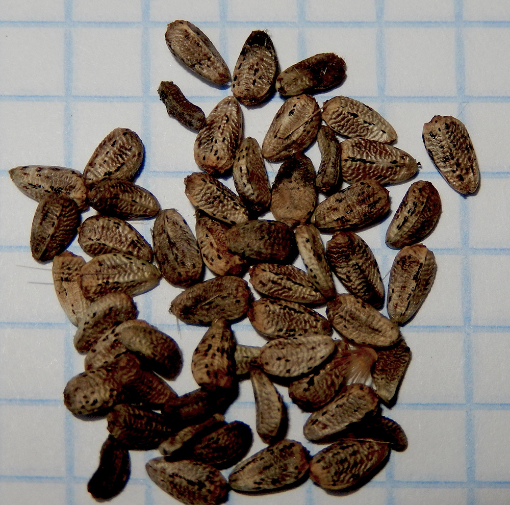 Image of Onopordum acanthium specimen.