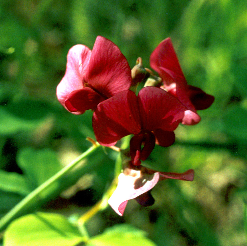 Image of Lathyrus rotundifolius specimen.