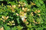 Rhododendron occidentale. Верхушки ветвей с распускающимися соцветиями. Москва, ботанический сад МГУ \"Аптекарский огород\". 25.05.2015.