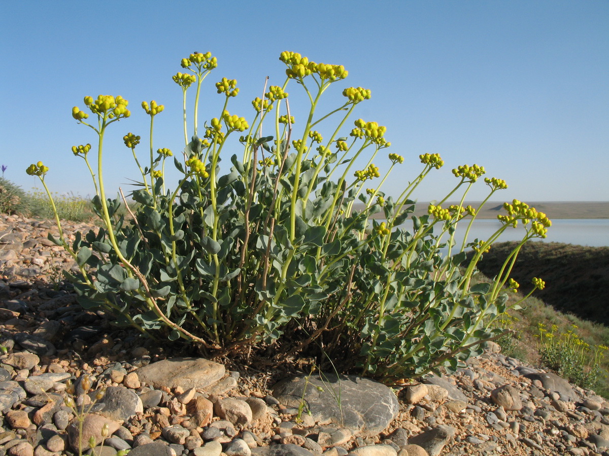 Image of Haplophyllum eugenii-korovinii specimen.