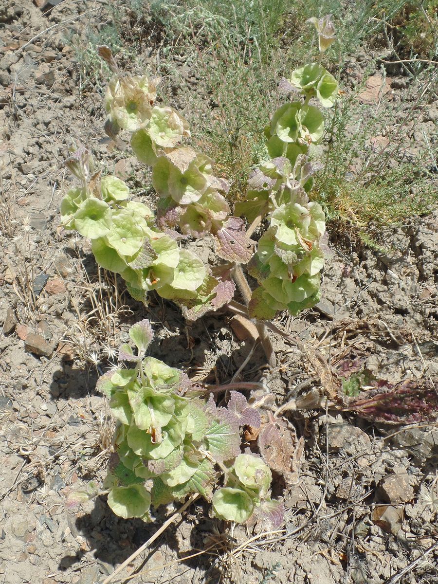 Image of Eremostachys molucelloides specimen.