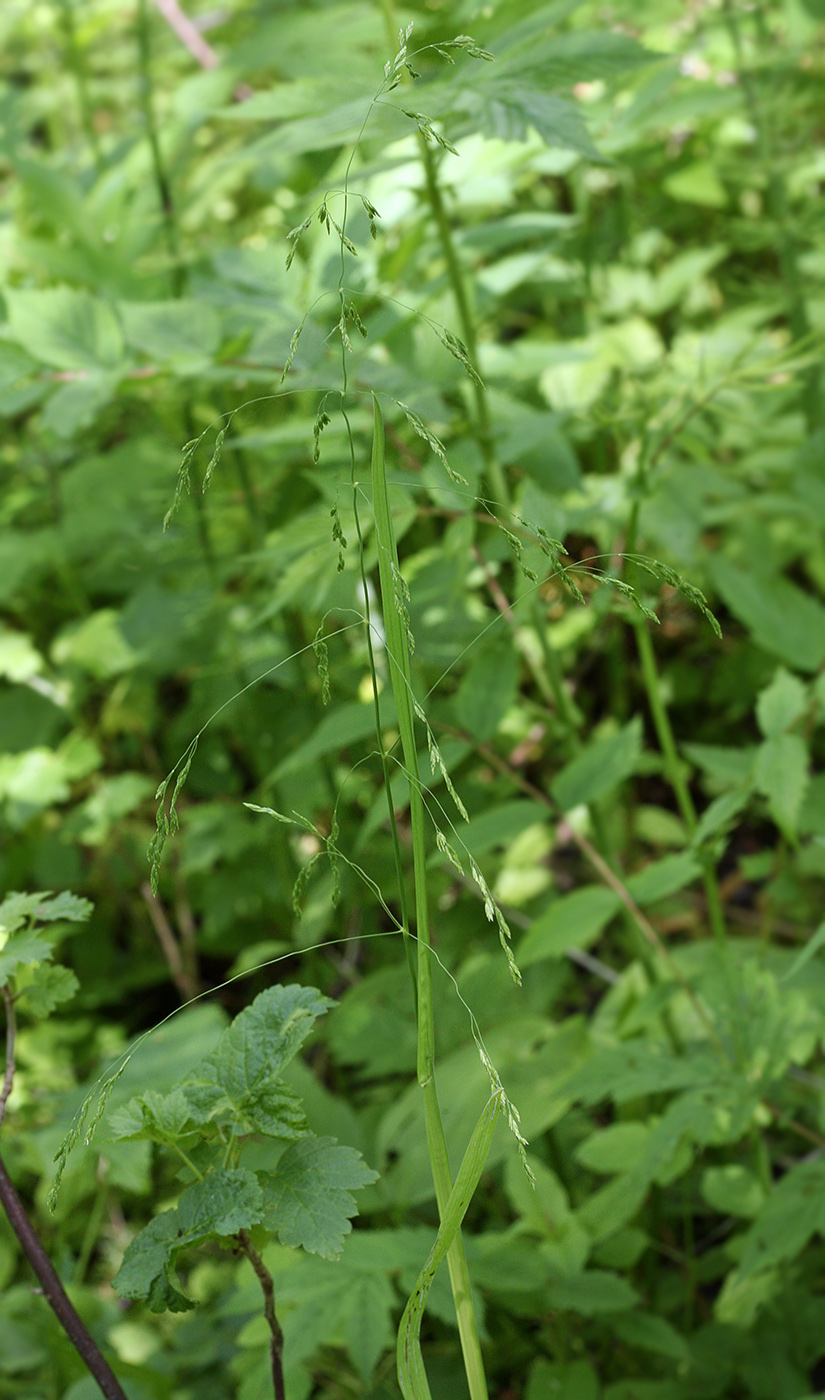 Image of Poa remota specimen.