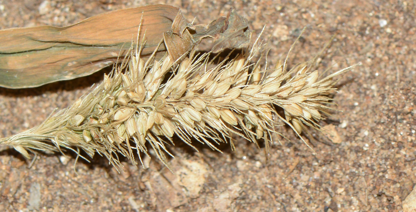 Image of Setaria adhaerens specimen.