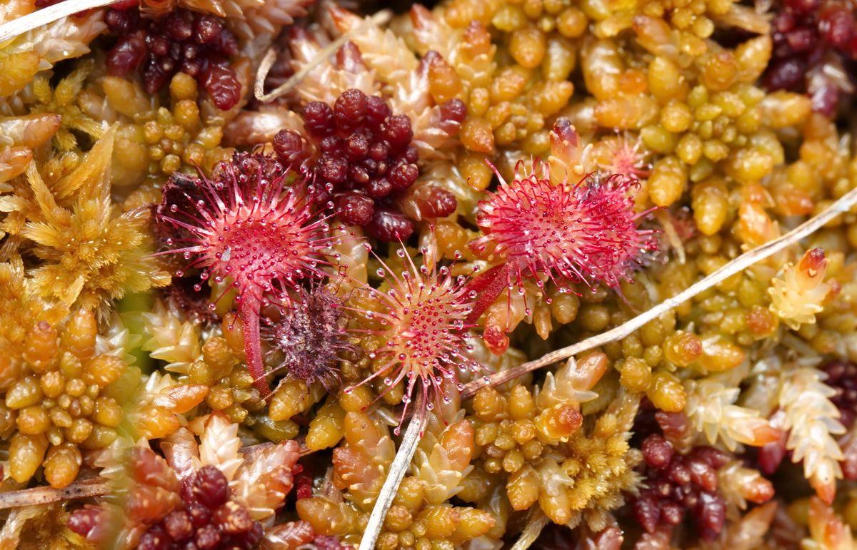 Изображение особи Drosera rotundifolia.