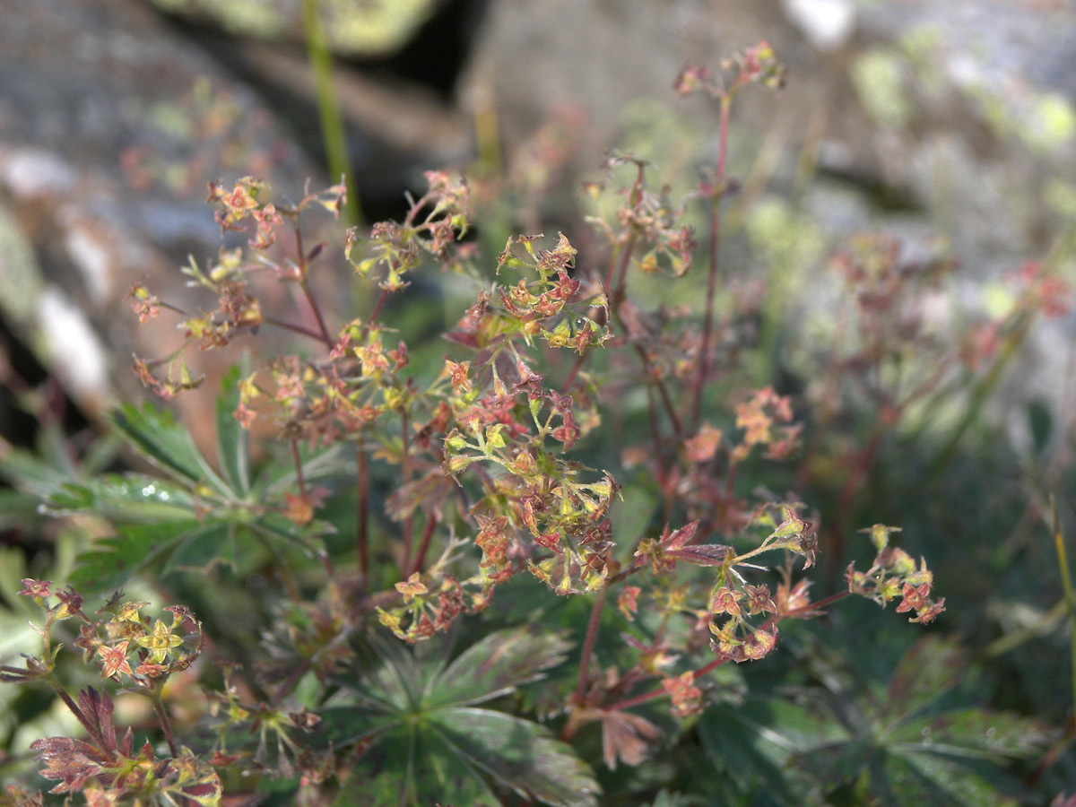 Изображение особи Alchemilla sericea.