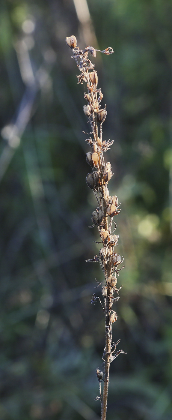 Image of Veronica teucrium specimen.