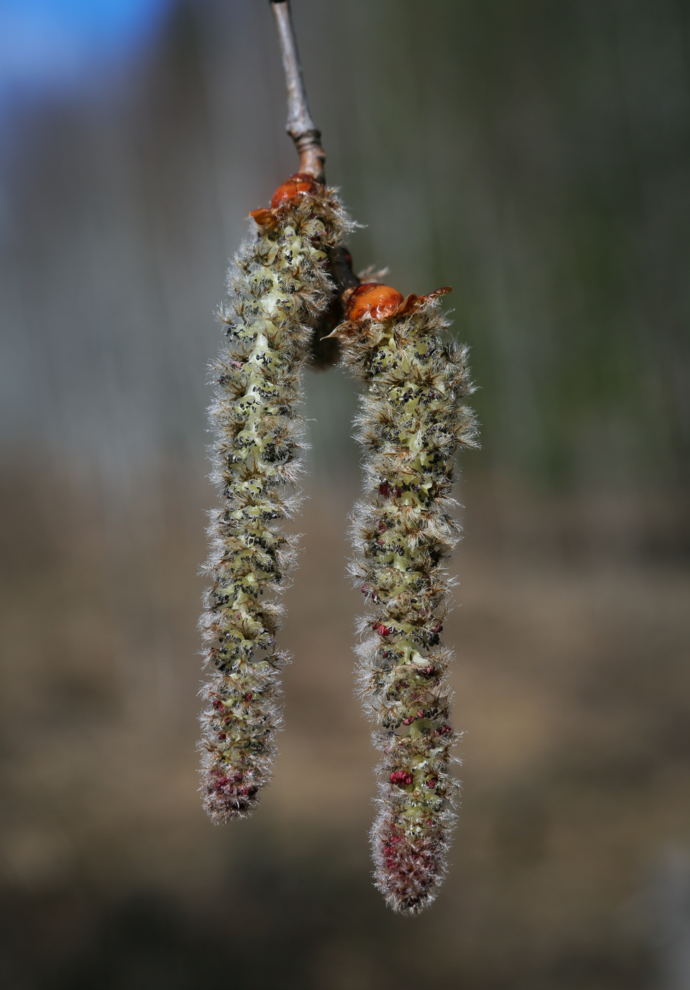 Image of Populus tremula specimen.