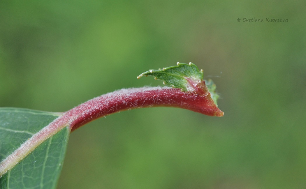 Image of Salix daphnoides specimen.