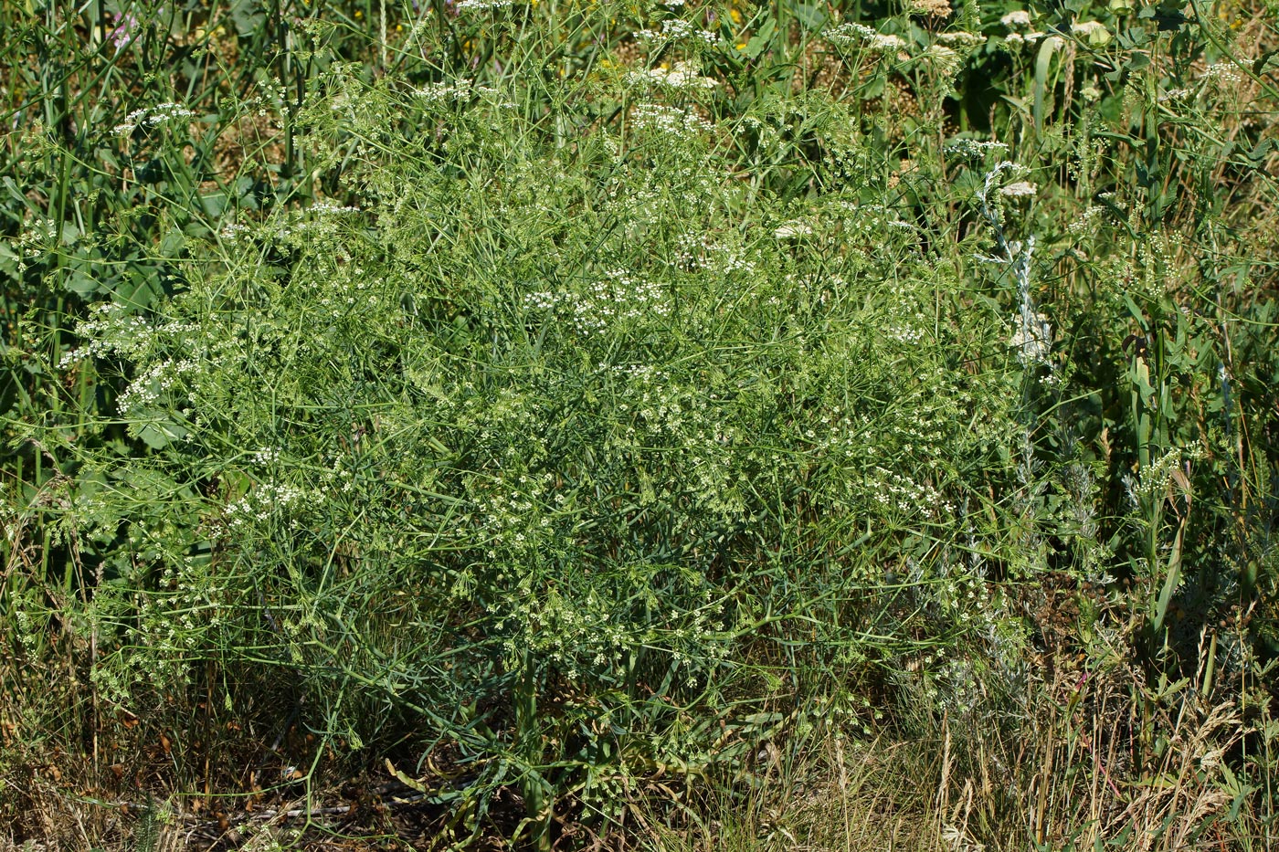 Image of Falcaria vulgaris specimen.