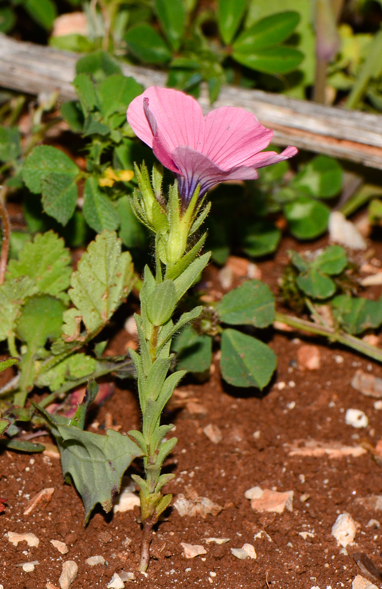 Image of Linum pubescens specimen.