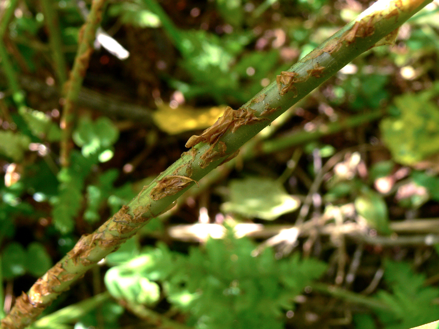 Изображение особи Dryopteris assimilis.