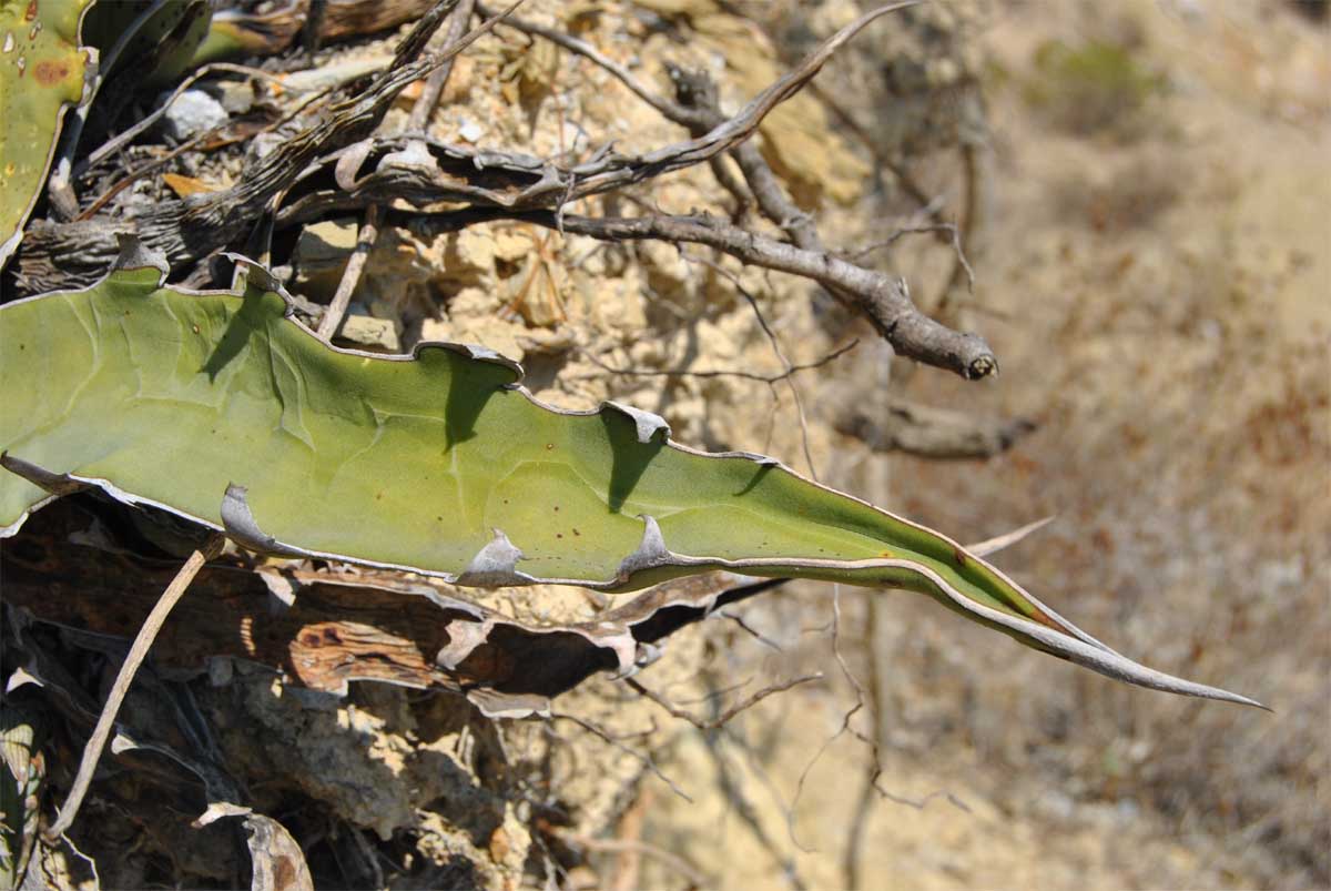 Изображение особи Agave xylonacantha.