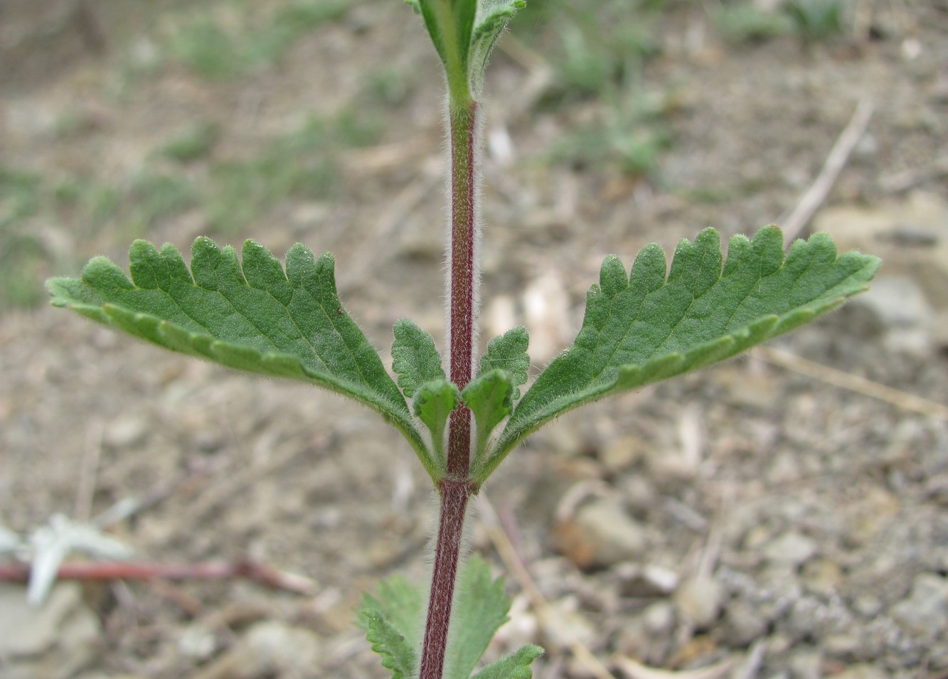 Изображение особи Teucrium chamaedrys.