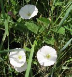 Convolvulus arvensis