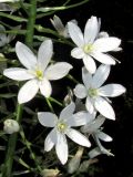 Ornithogalum arcuatum. Часть соцветия. Крым, окр. Феодосии, ур. Кизилташ, дно лесной балки с ручьем. 30 мая 2018 г.