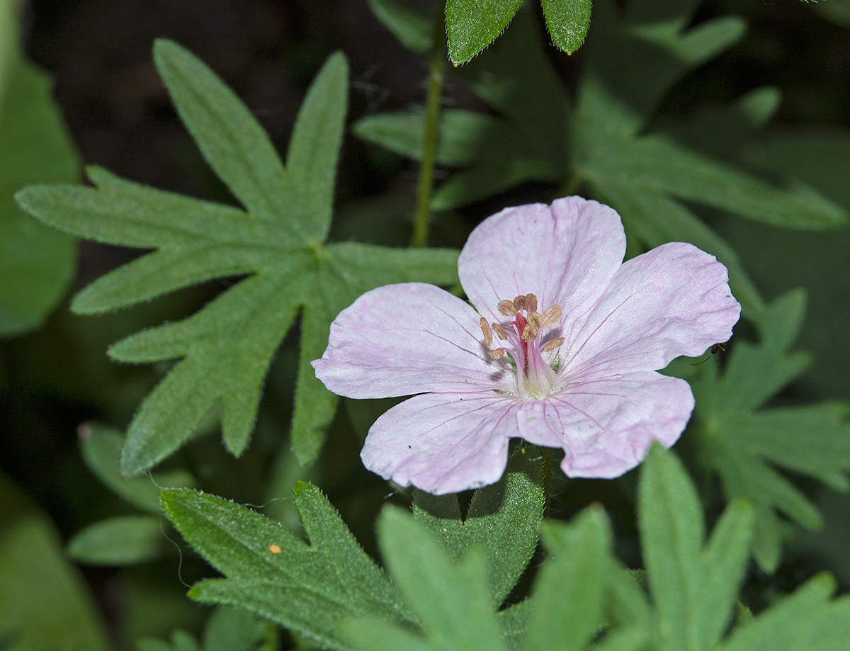 Image of Geranium sanguineum specimen.