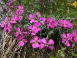 Dianthus repens. Верхушки цветущего растения. Магаданская обл., окр. г. Магадан, мыс Островной, разнотравный луг на приморском склоне. 21.07.2018.