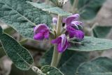 Phlomis thapsoides