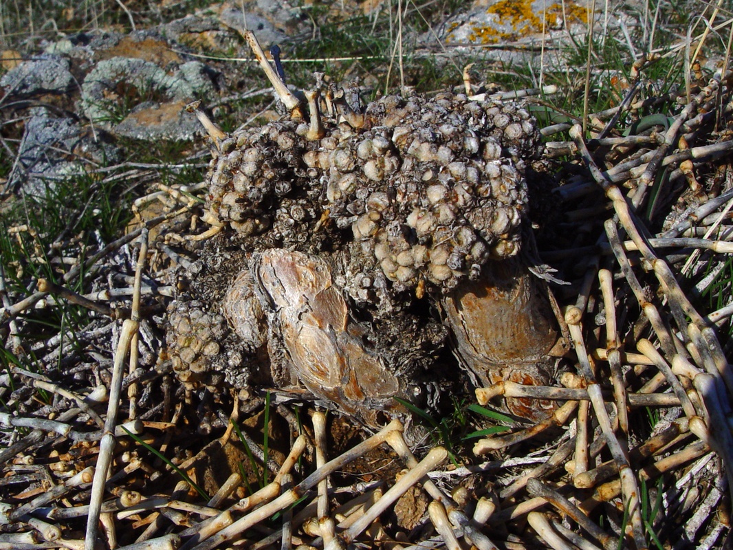 Изображение особи Anabasis eriopoda.