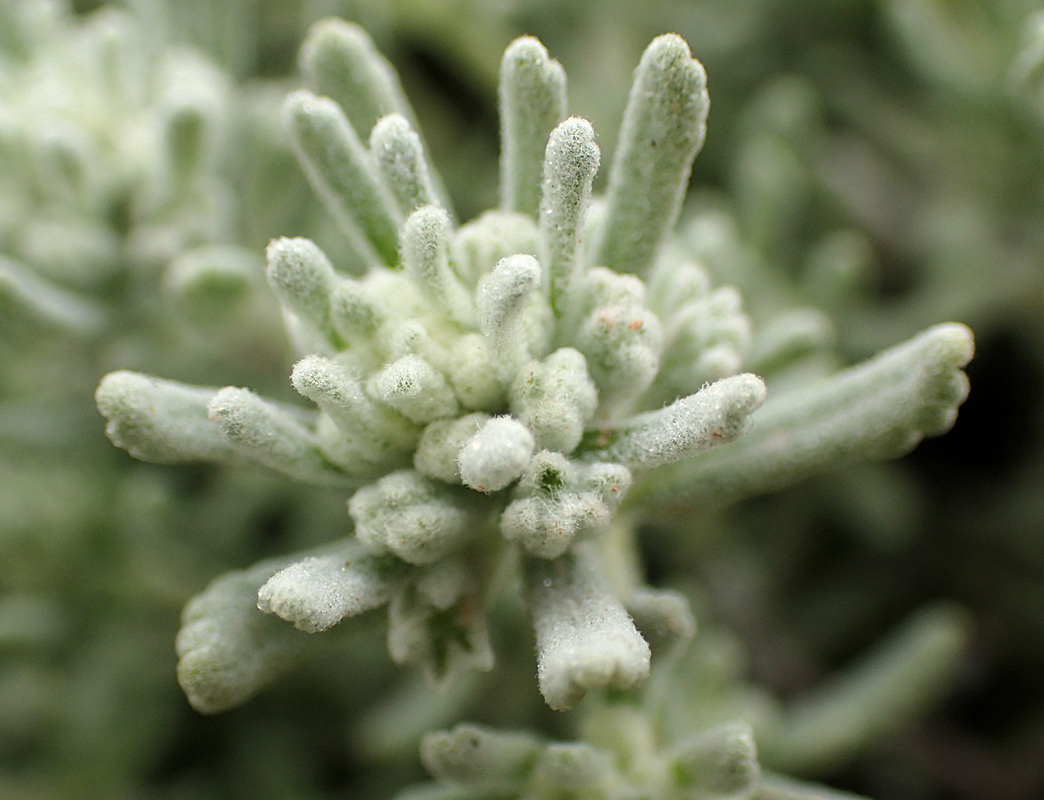 Image of Teucrium capitatum specimen.