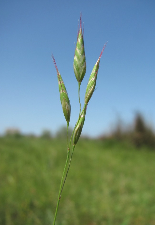 Изображение особи род Bromus.