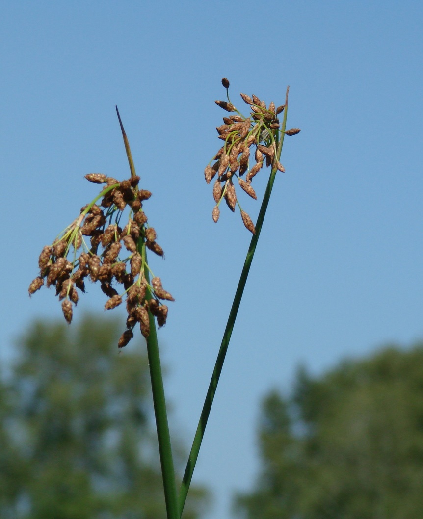 Image of genus Schoenoplectus specimen.