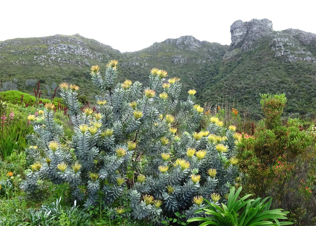 Изображение особи Leucospermum formosum.