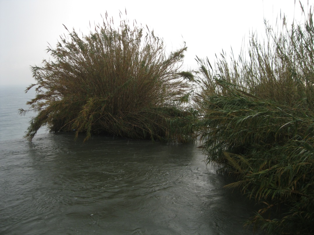 Image of Arundo donax specimen.