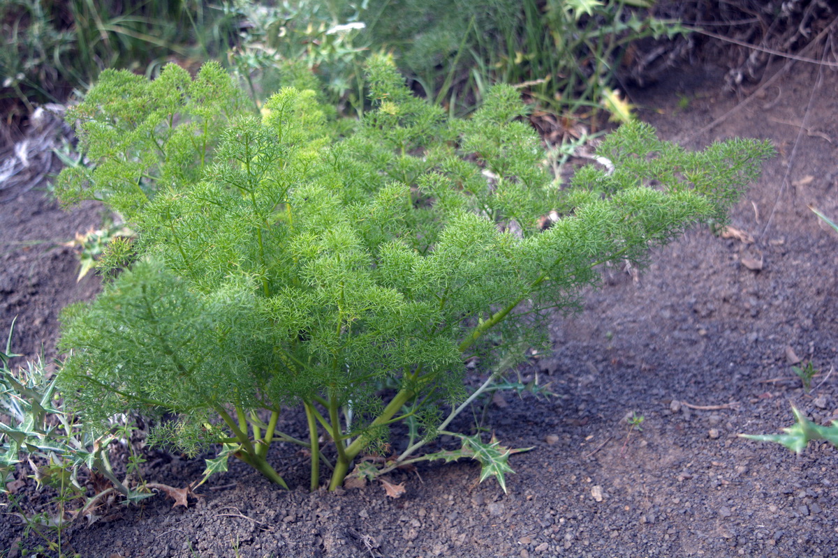 Изображение особи семейство Apiaceae.