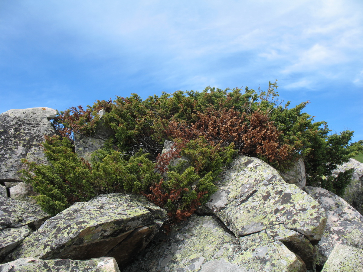 Изображение особи Juniperus sibirica.