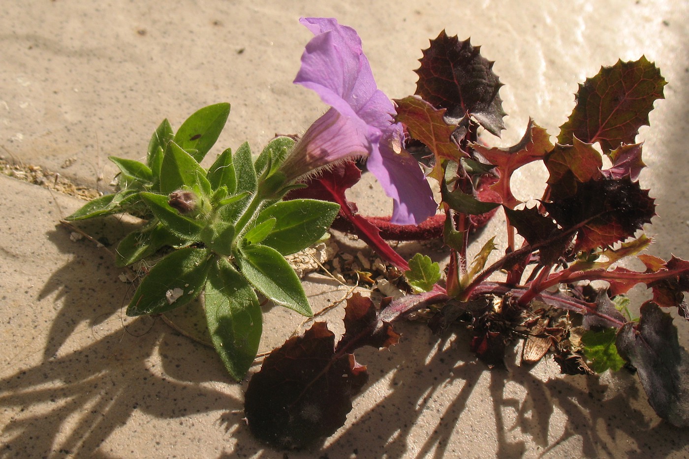 Image of Petunia &times; hybrida specimen.