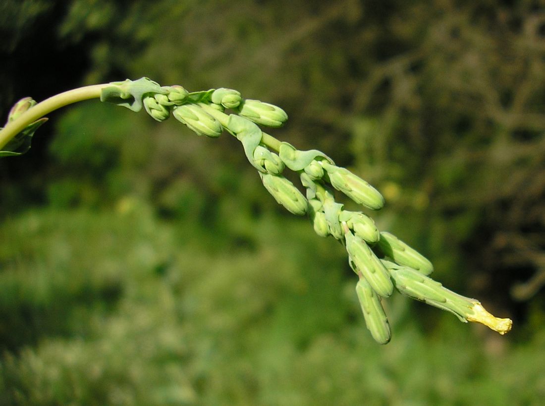 Изображение особи Lactuca serriola.