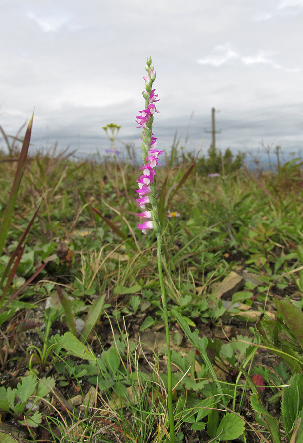 Изображение особи Spiranthes australis.