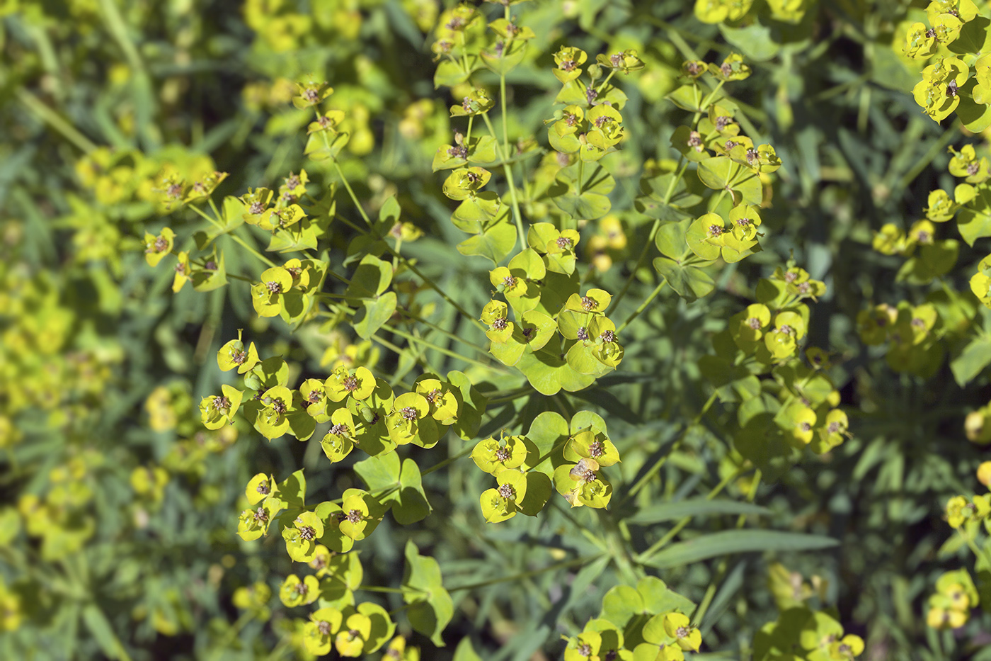 Image of Euphorbia virgata specimen.