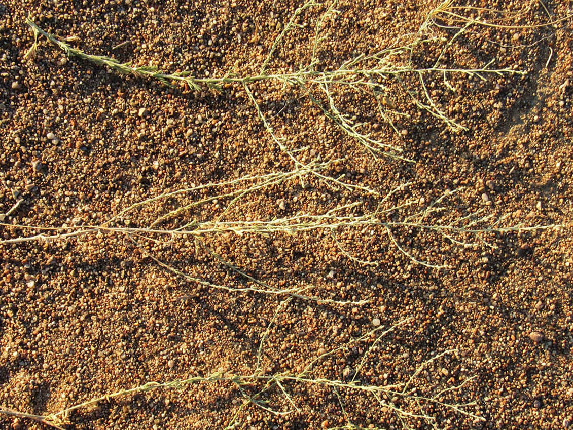 Image of genus Artemisia specimen.