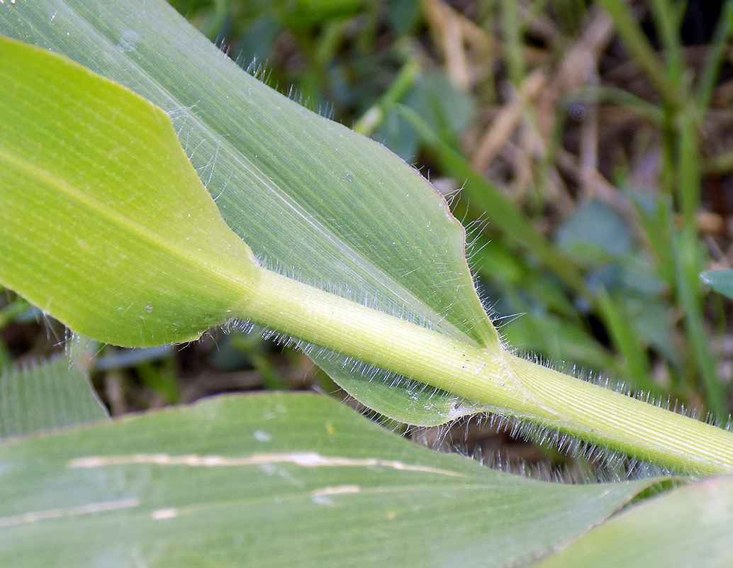 Image of Panicum capillare specimen.