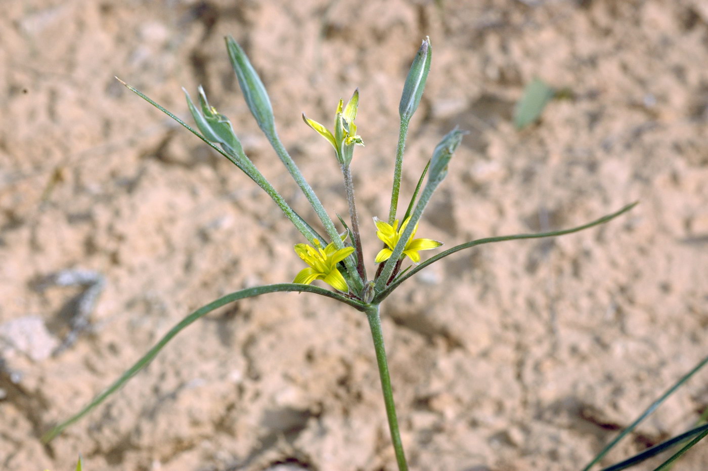 Image of Gagea reticulata specimen.