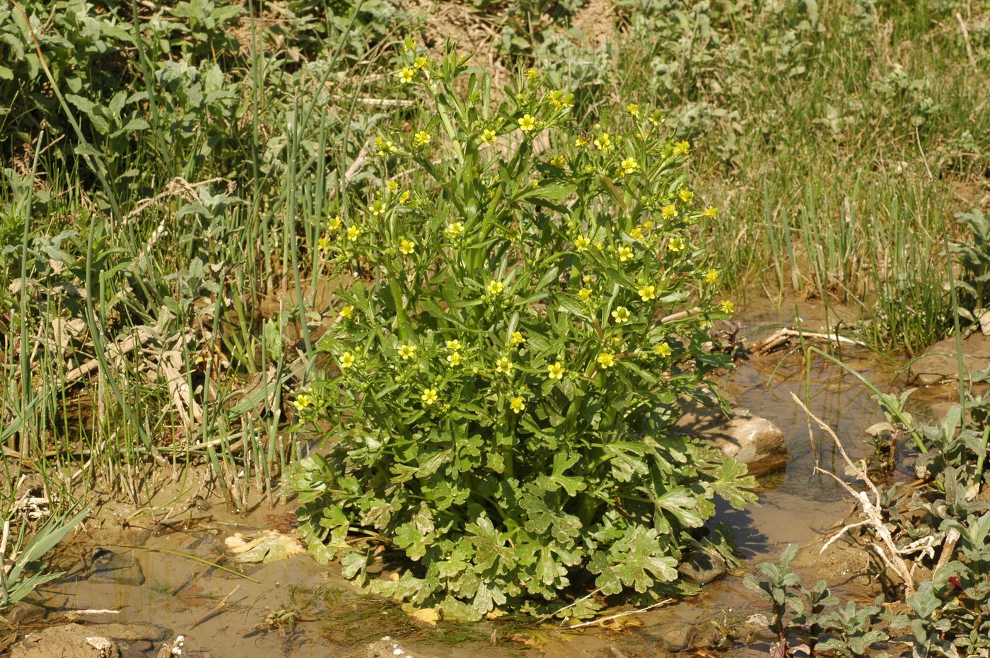 Изображение особи Ranunculus sceleratus.