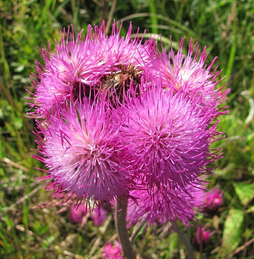 Image of Cirsium heterophyllum specimen.