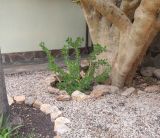 Pachypodium saundersii. Цветущее растение. Намибия, регион Khoma, г. Виндхук, территория гостиницы. 20.02.2020.