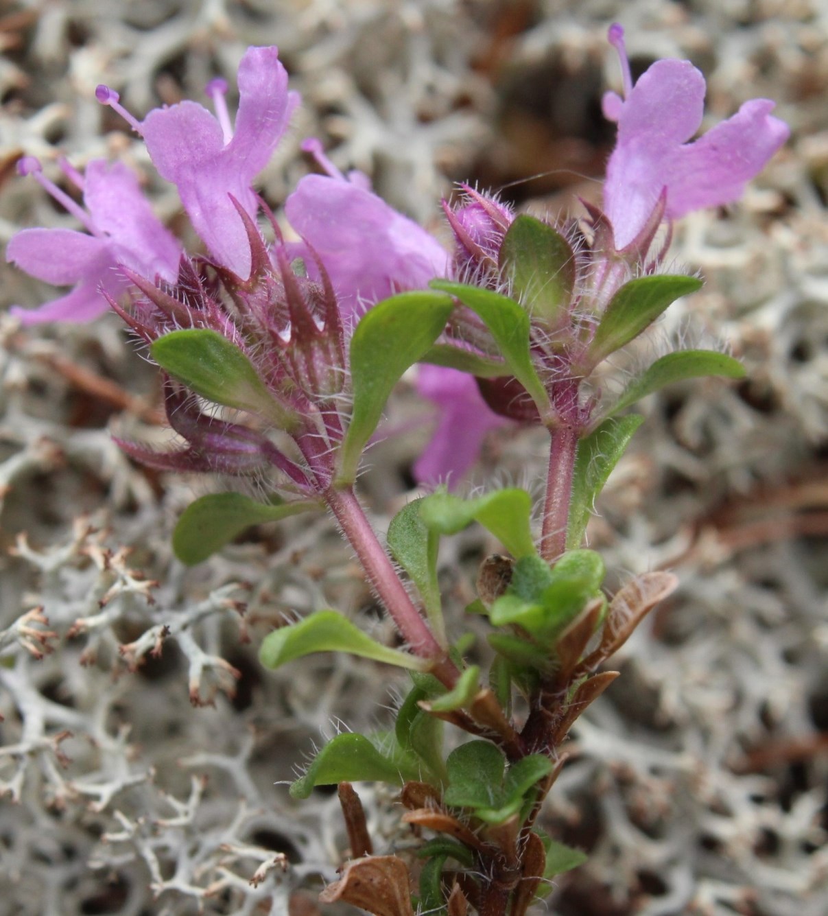 Image of Thymus paucifolius specimen.