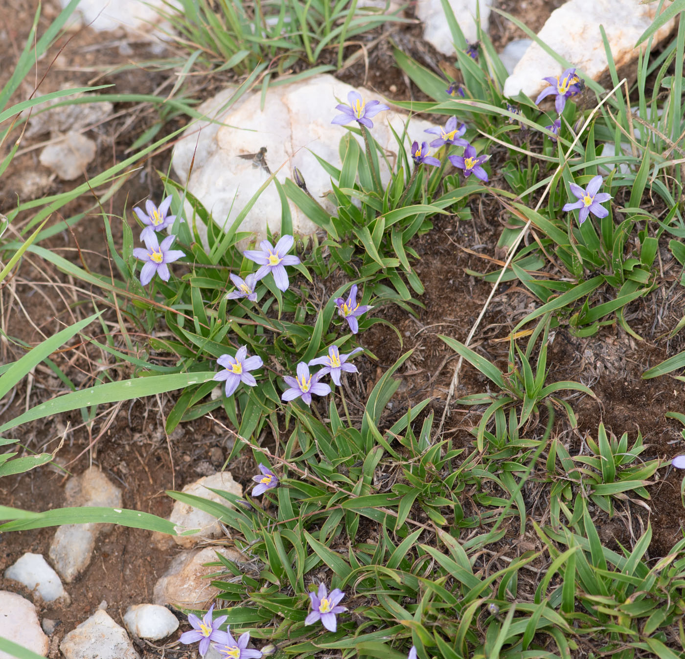 Изображение особи Xerophyta humilis.