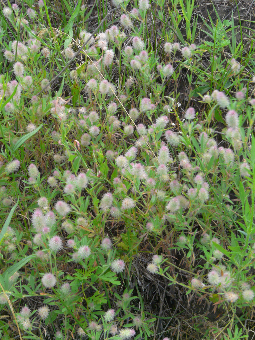 Image of Trifolium arvense specimen.