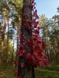 Parthenocissus quinquefolia. Побеги в осенней окраске на сосне. Московская обл., г. Дубна, лесопарк, окр. детской площадки \"Лесная сказка\". 29.09.2020.