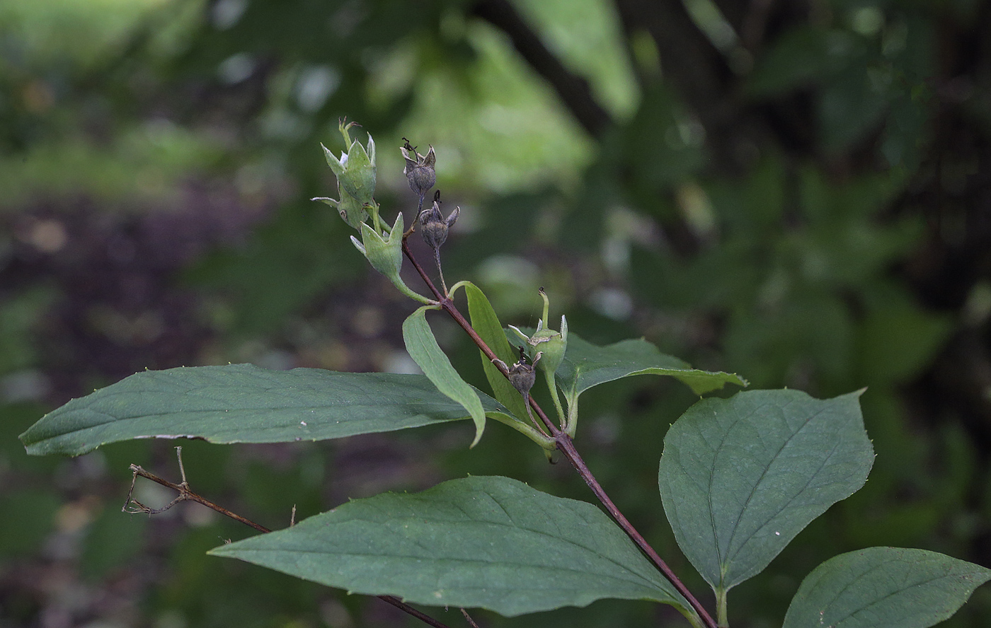 Image of Philadelphus subcanus specimen.