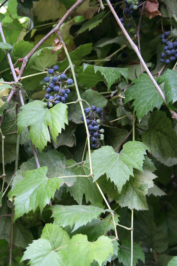 Image of Vitis riparia specimen.