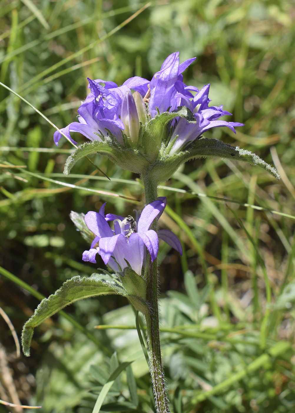 Изображение особи Campanula glomerata.