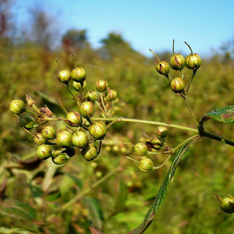 Image of Lysimachia vulgaris specimen.