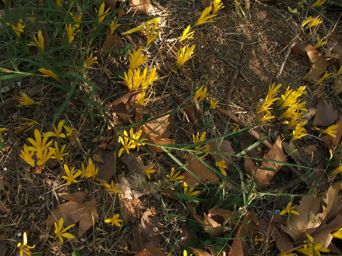 Image of Sternbergia colchiciflora specimen.