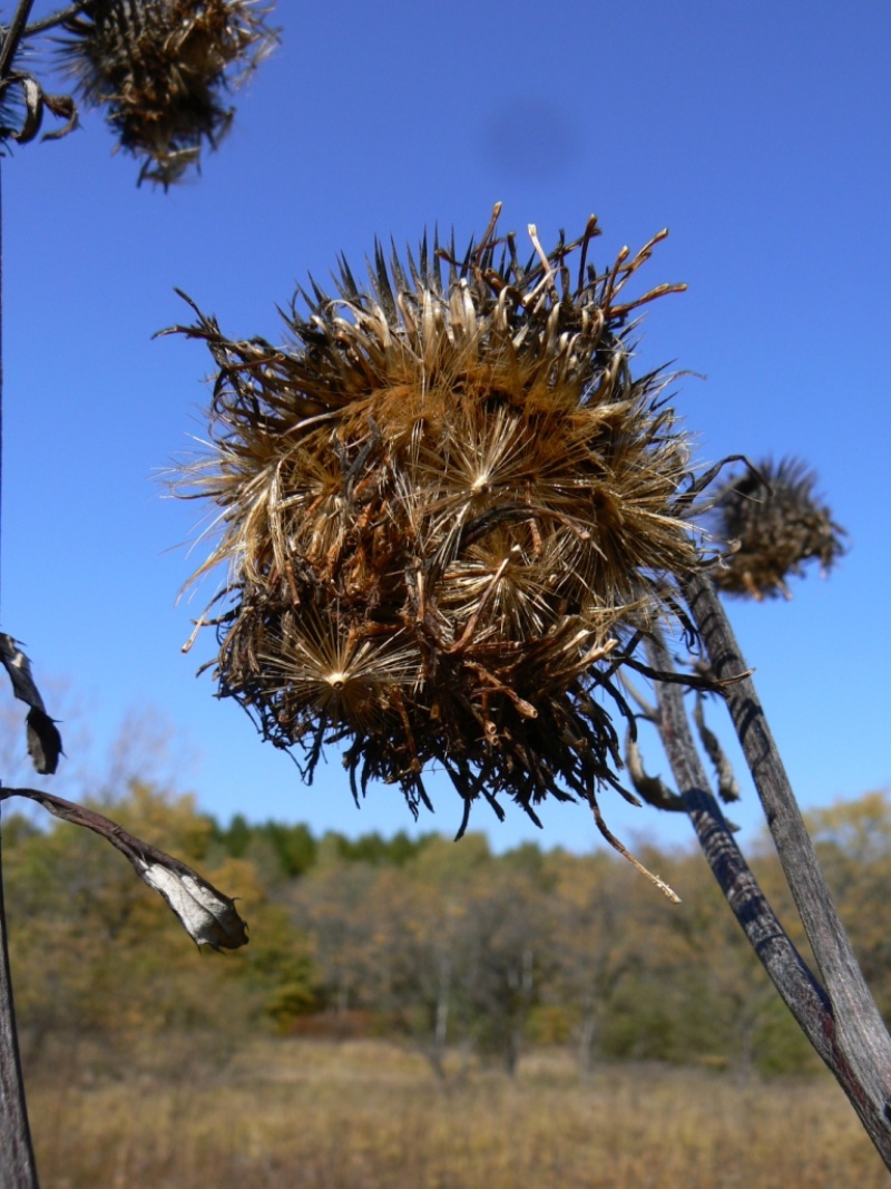 Image of Synurus deltoides specimen.